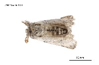 藏品(織結麗毒蛾)的圖片